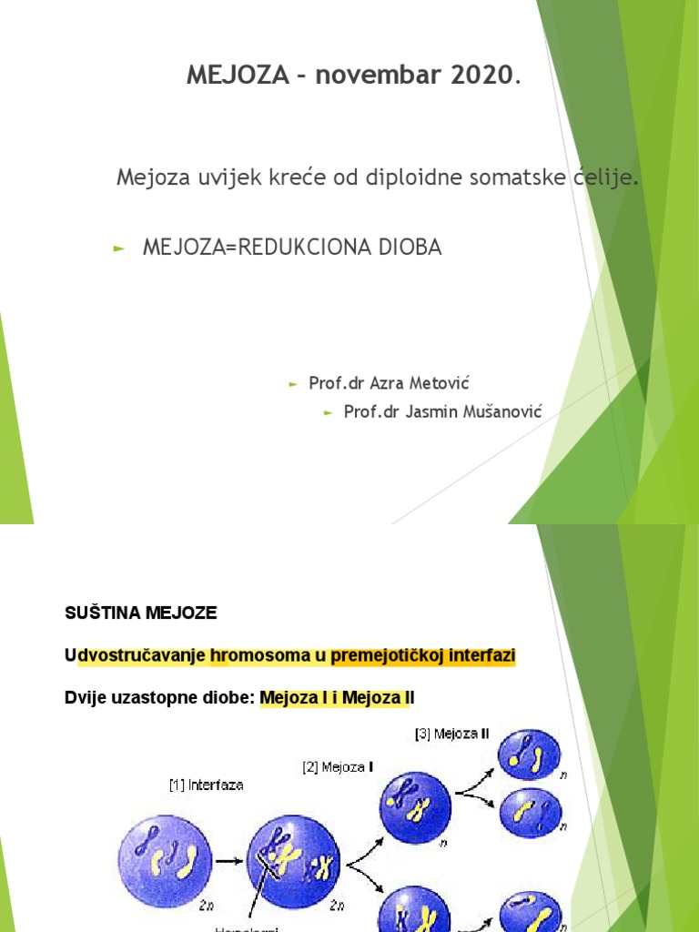 Mejoza vj2020 | PDF