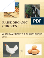 Raise Organic Chickens