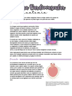 Sistema Cardiovascular