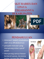 Rabies, Upaya Pencegahan