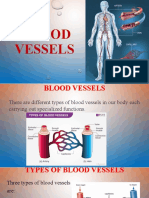 Types of Blood Vessels and Their Functions