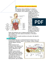 Anatomía y Fisiología Del Aparato Digestivo