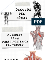 Musculos Del Tronco