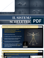 Sistema Scheletrico