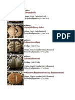 Lithops Variedades