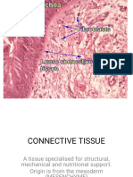 Connective Tissue