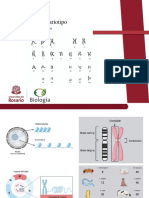 BCell - Lab3 - Núcleo y Cariotipo