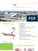 Sistema Muscular. Tejido Muscular. Clasificación Muscular, Tipos de Acción Muscular. Conceptos Básicos.