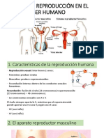 Reproducción humana: características y procesos clave