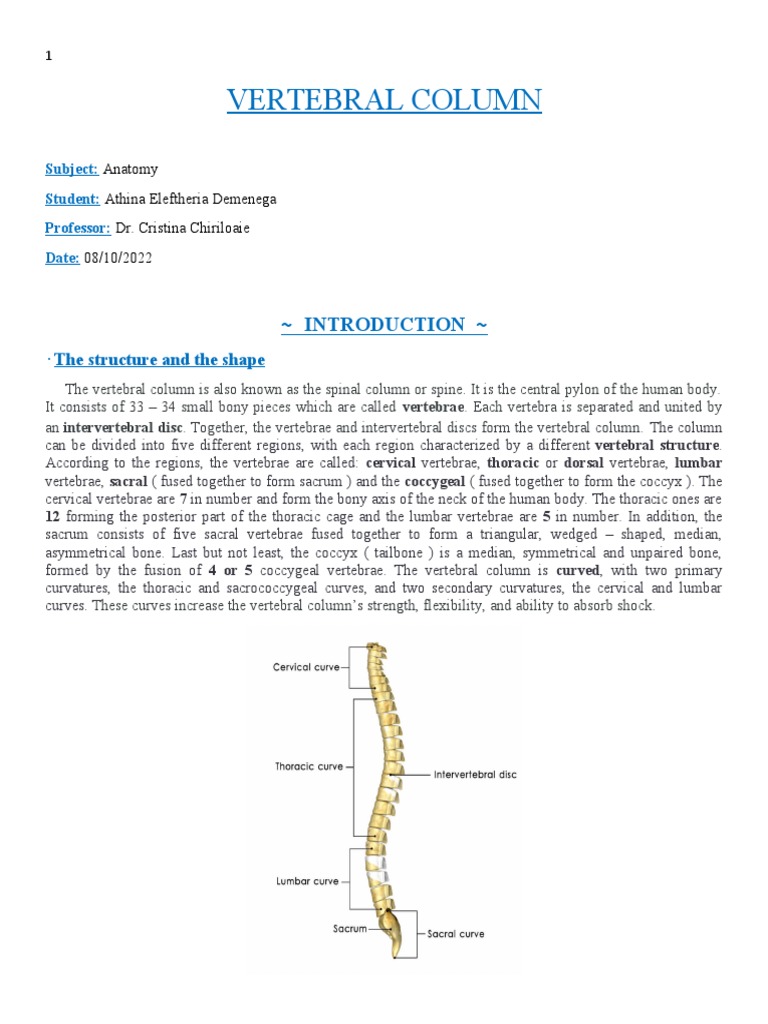 Anatomy - Vertebral Column | PDF | Vertebra | Vertebral Column