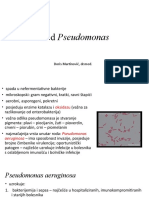 Rod Pseudomonas