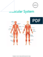 Muscular System Quick Reference