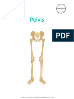 Pelvis Quick Reference