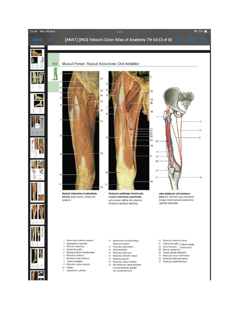 Anatomi Muskuloskeletal Extremitas Atas | PDF