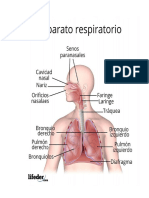 AparatoRespiratorio39