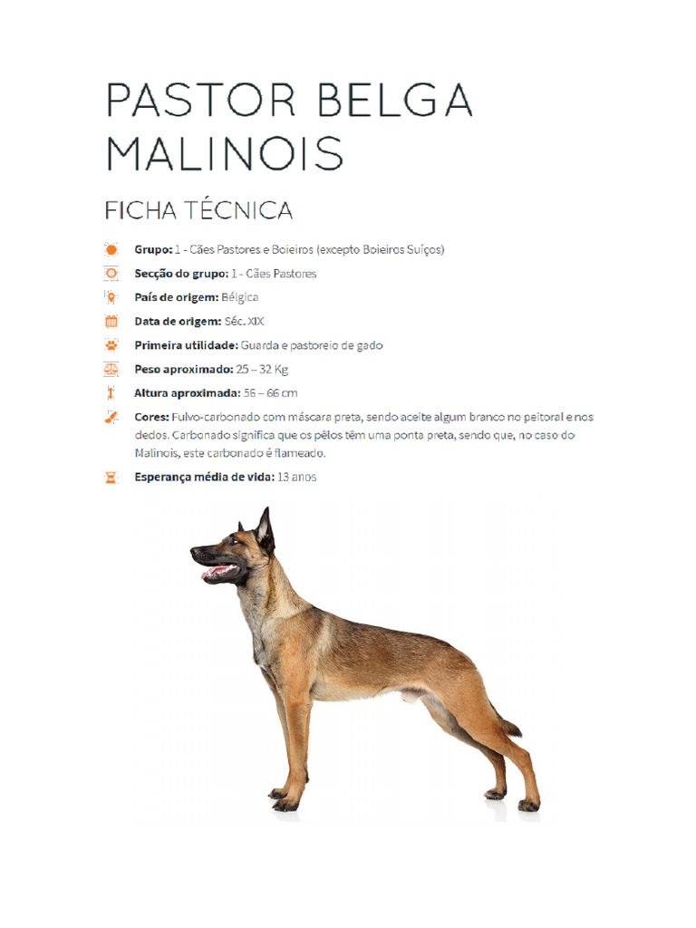 Pastor Belga Malinois, PDF, Cães