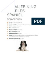 O Cavalier King Charles Spaniel, a aristocrática raça de companhia