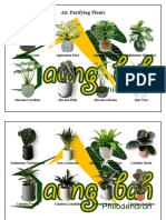 Air Purifying Plants