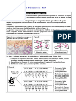 Expresion de L'information Génétique