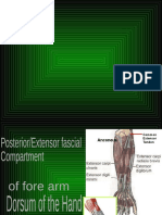 11-Extensor Mus Forearm