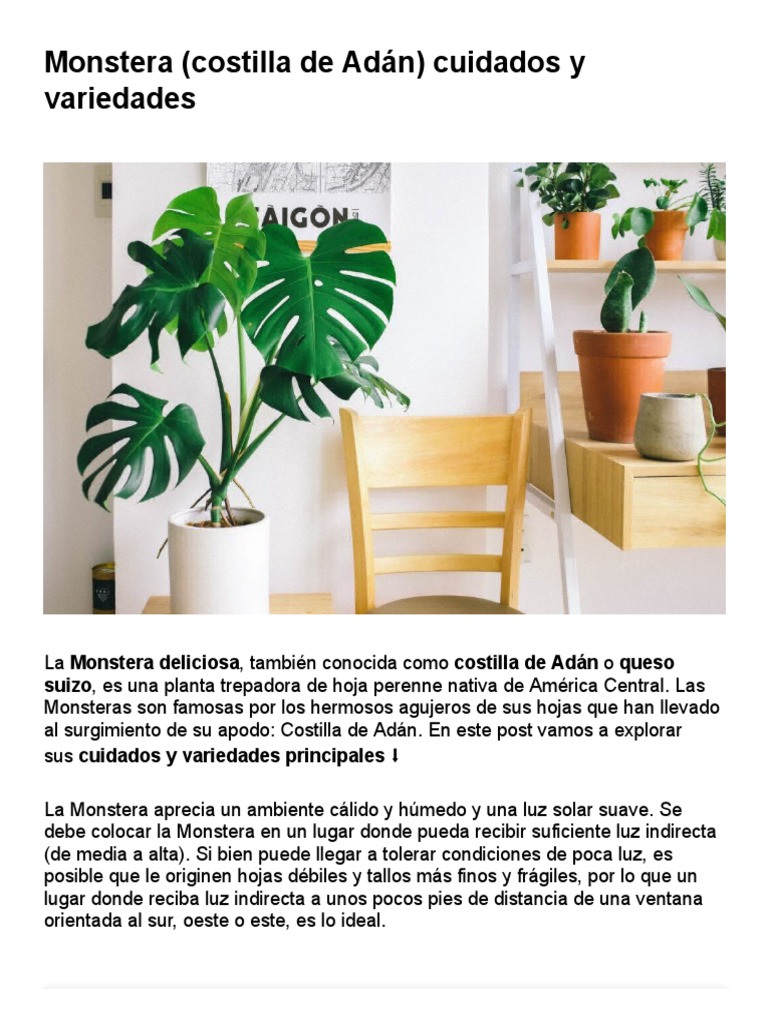 Cuidados y variedades de Monstera | PDF | Riego | Plantas