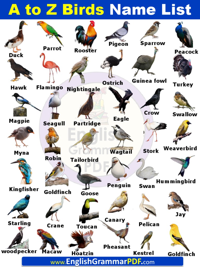 A To Z Birds Names List in English With Pictures PDF | PDF