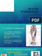 Muschii Antebratului Partea Anterioara