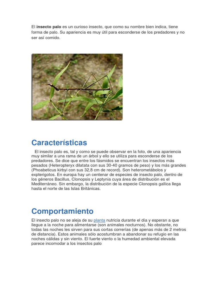 Bicho Palo | PDF | Huevo