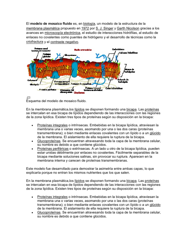 El Modelo de Mosaico Fluido Es | PDF