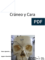 Craneo y Cara