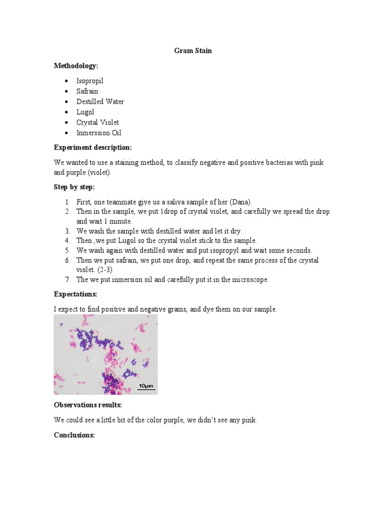 Gram Stain Lab Report PDF
