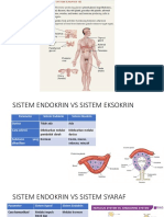 Anatomi Endokrin Pankreas