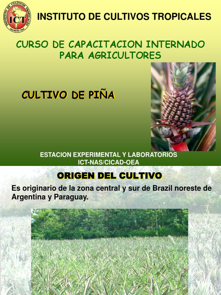 Guía del Cultivo de Piña en Paraguay | PDF | Piña | Siembra