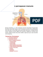 Sistem Pernapasan Manusia