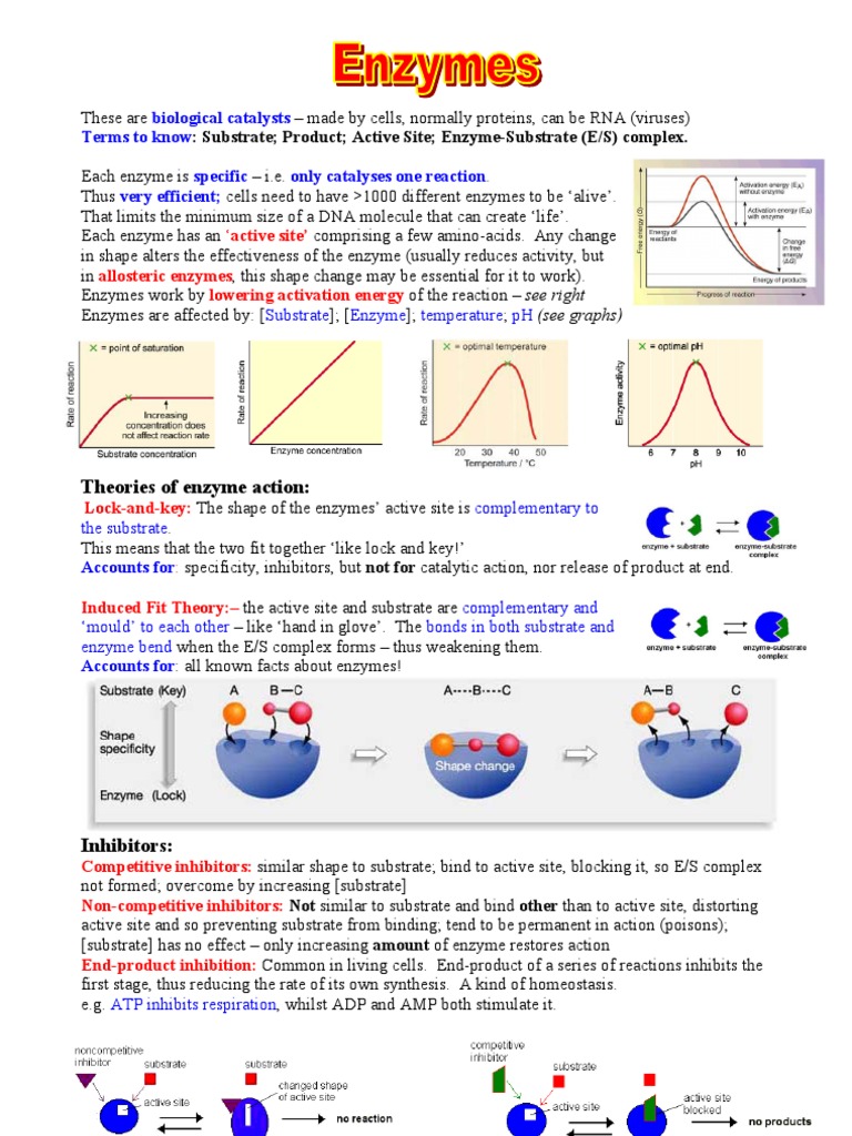 Enzyme Function and Inhibition Explained | PDF