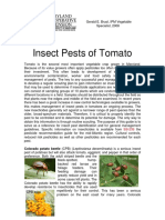 Insect Pests of Tomato