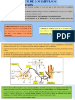 Circuito de Impulsos Dolorosos