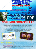 S15 PPT - Comunicación Celular 2021-1