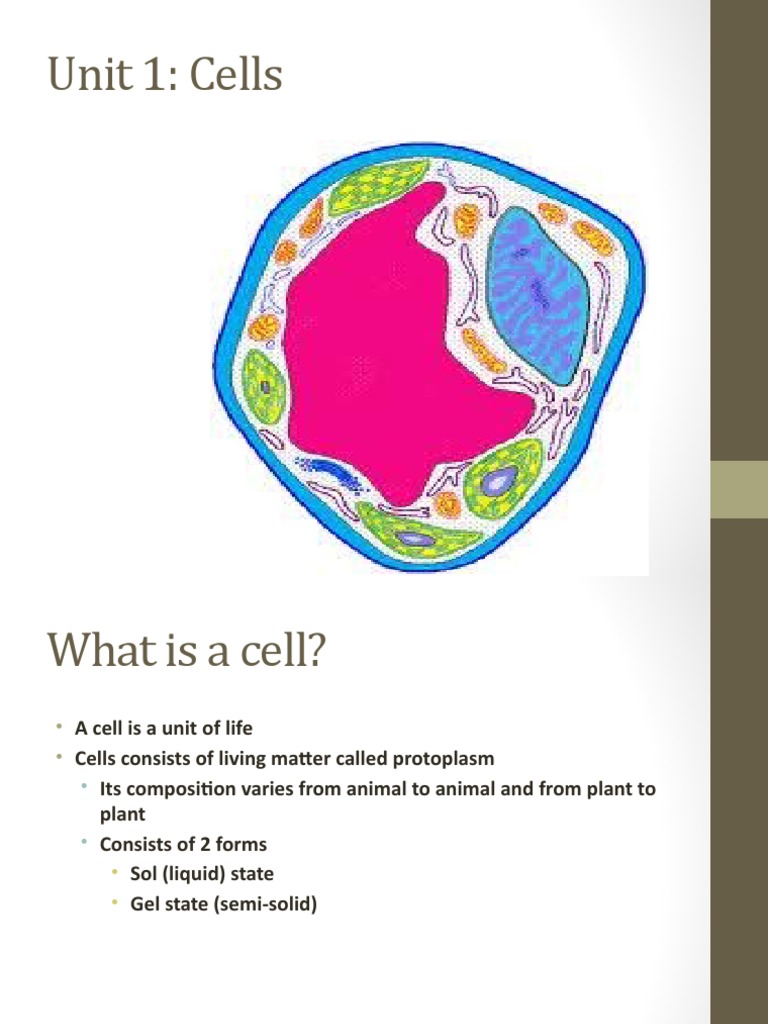 Cells 1 PDF Cell (Biology) Vacuole