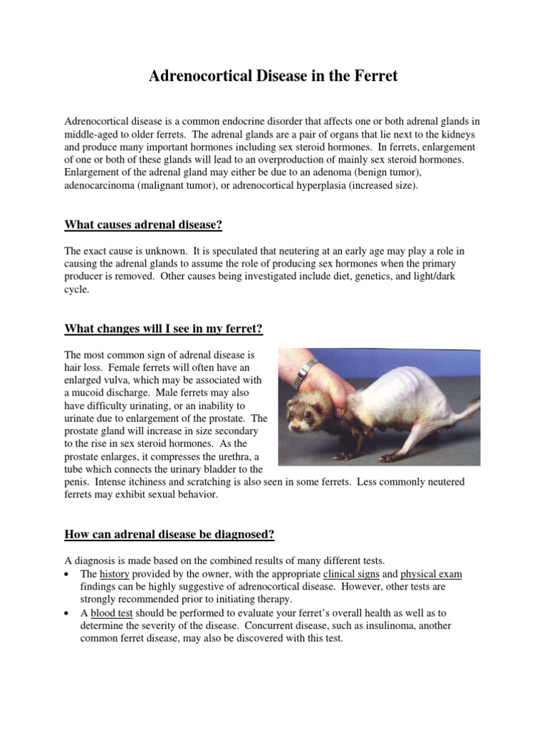 Adrenocortical Disease in The Ferret PDF