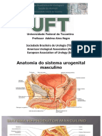 Anatomia e semiologia urológica