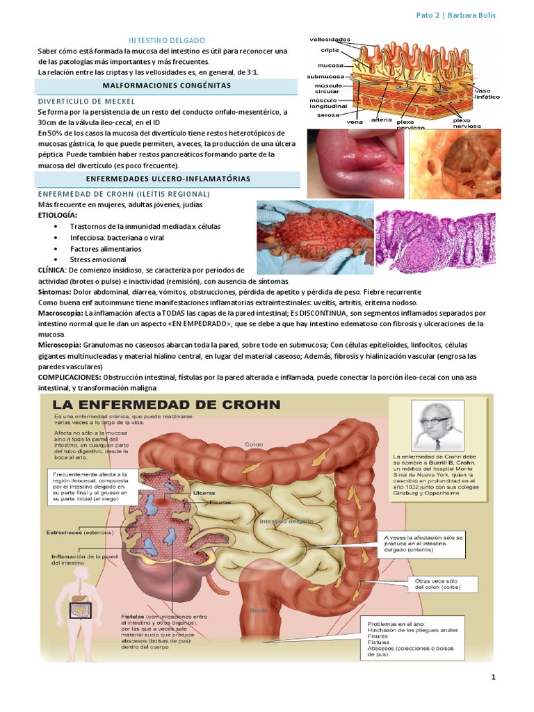 3- INTESTINO DELGADO Y COLON | PDF | Inflamación | Intestino grueso