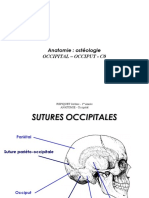  OCCIPITAL