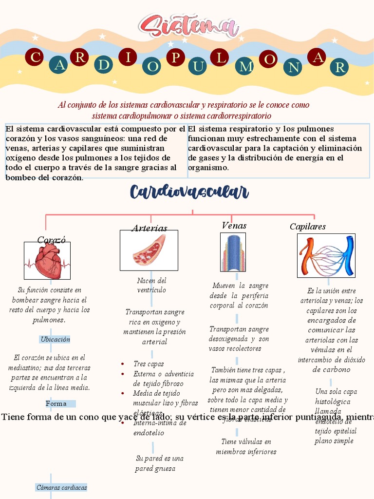 Mapa Conceptual Sistema Circulatorio 8 Pdf Sistema Circulatorio