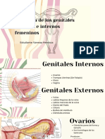 Anatomía de los genitales externos e internos femeninos