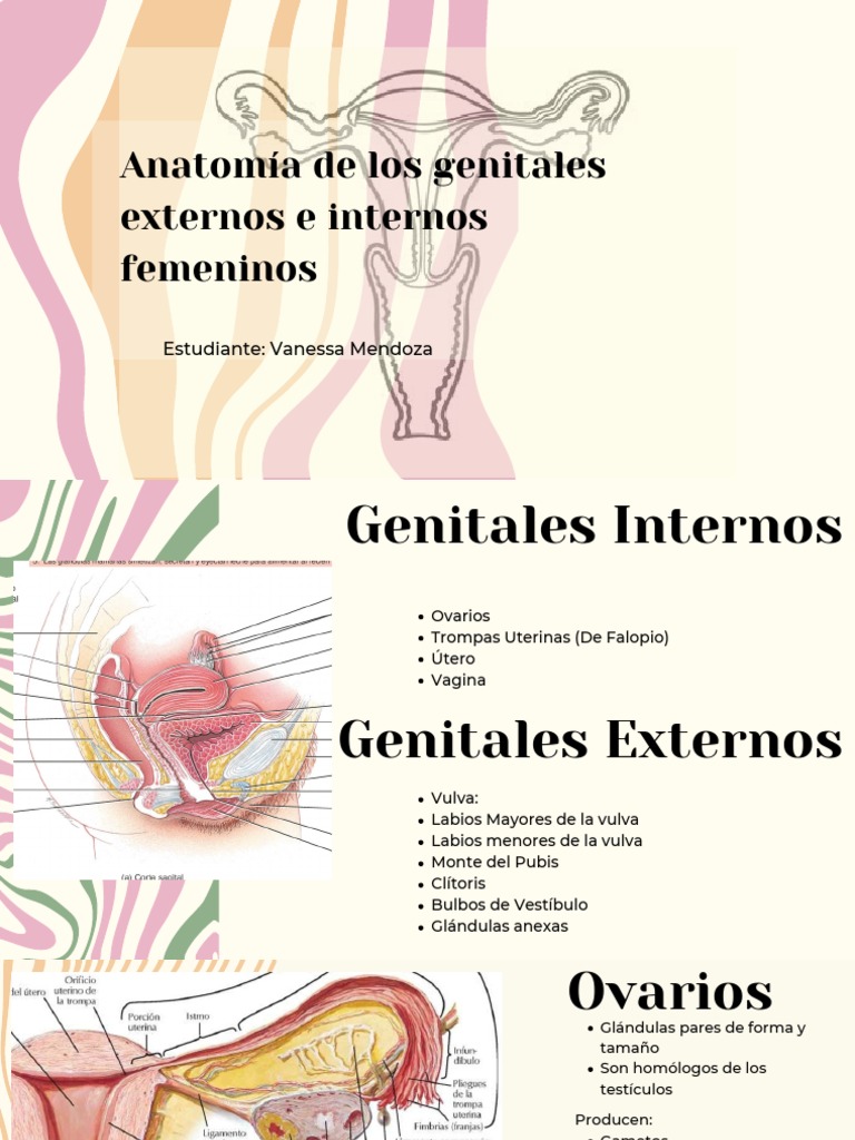 Anatomía de Los Genitales Externos e Internos Femeninos | PDF | Vagina ...