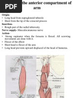 Biceps Brachii Origin