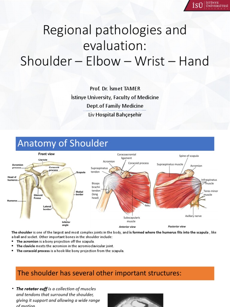 Regional Musculoskeletal Pathologies of the Shoulder, Elbow, Wrist and