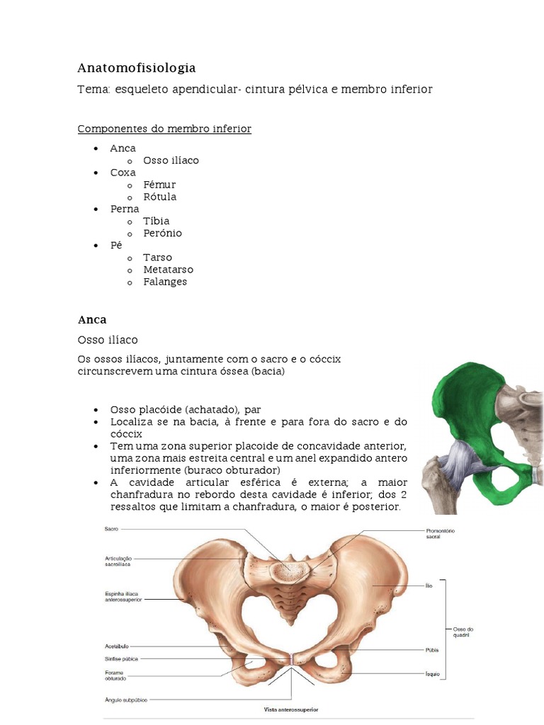 Anatomia do Esqueleto Apendicular Inferior | PDF | Pélvis | Membros ...