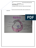 Tarea 1. Núcleo y Ácidos Nucléicos